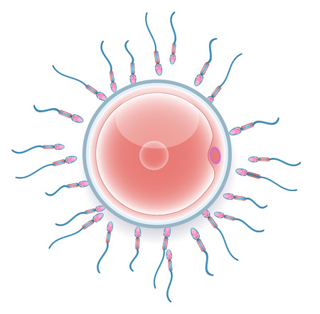 Male sperm fertilize female egg. Colorful medical illustration.のイラスト素材