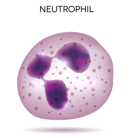 Human white  blood cell Neutrophilのイラスト素材