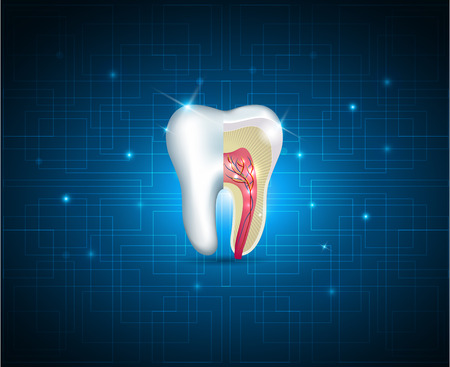 Teeth cross section beautiful illustration. White tooth on a blue technology backgroundのイラスト素材
