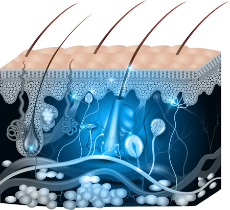 Skin anatomy abstract blue design. Detailed medical illustration.