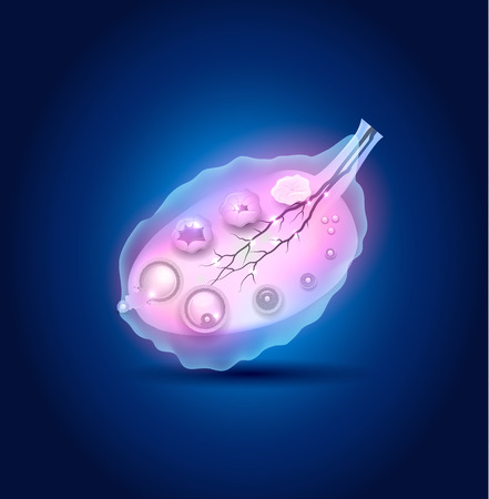 Ovulation in the Ovary detailed diagram, blue designのイラスト素材