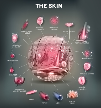 Skin anatomy in the round shape, detailed illustration. Beautiful bright colors.のイラスト素材