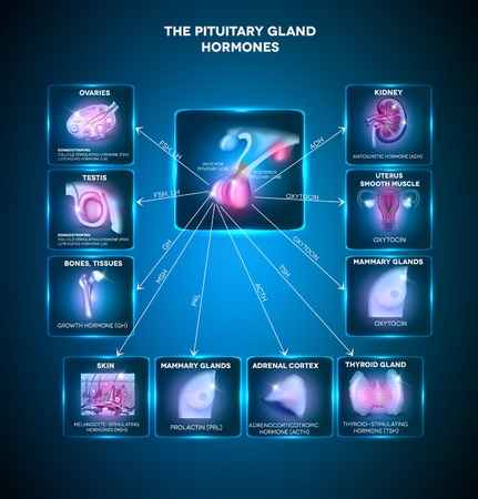 Pituitary gland secreted hormones and influenced organs in the body. Beautiful bright blue info graphicのイラスト素材