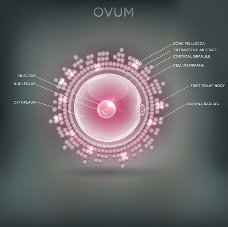 Ovum detailed drawing, beautiful design on a grey mesh backgroundのイラスト素材