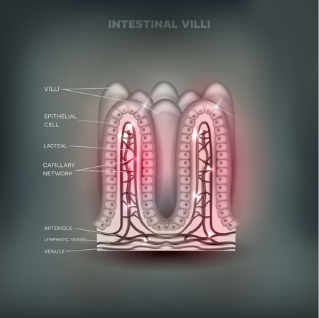 Intestinal villi anatomy on  abstract backgroundのイラスト素材