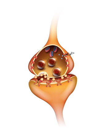 Synapse detailed anatomy, isolated on white background.  Neuron passes signal to another neuron.のイラスト素材