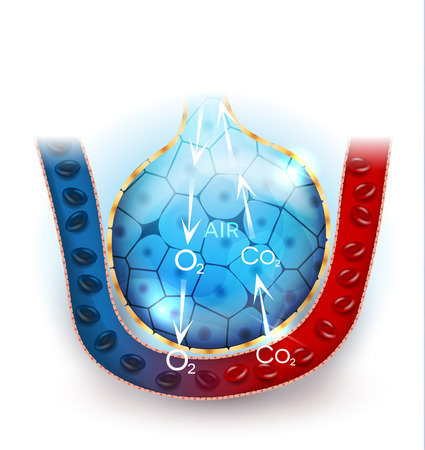 Alveoli anatomy, oxygen and carbon dioxide exchange between alveoli and capillaries, external respiration mechanism.のイラスト素材