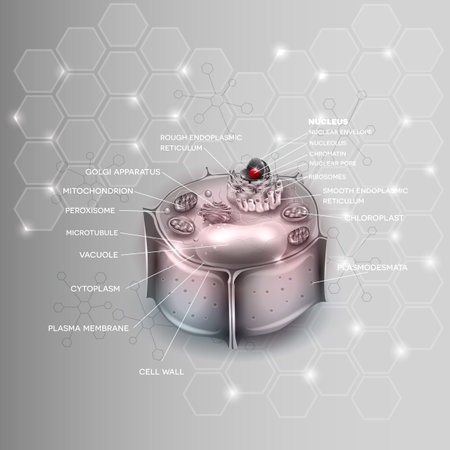 Vector of Plant Cell structure, cross - ID:1-67393210 - Royalty Free ...