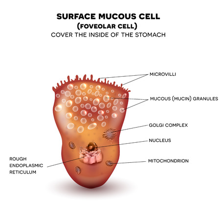 Foveolar cell or surface mucous cell of the stomach wall,  secretes mucus which cover the stomach wall, protecting it from the gastric acid. Beautiful colorful drawing on a white background with descriptionのイラスト素材