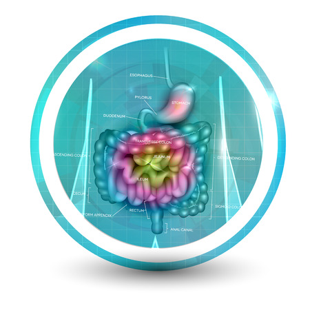 Gastrointestinal tract icon bright colorful illustration.のイラスト素材