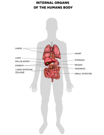 Human internal organs anatomyのイラスト素材