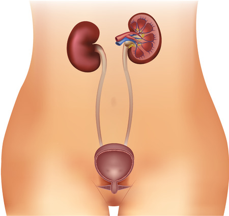 Urinary bladder and kidneys illustrationのイラスト素材