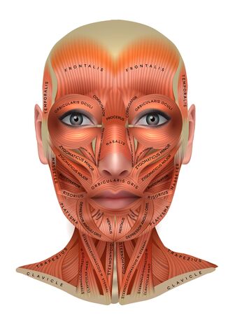 Muscles structure of the female face and neck, each muscle with latin name on it, detailed bright anatomy isolated on a white backgroundのイラスト素材