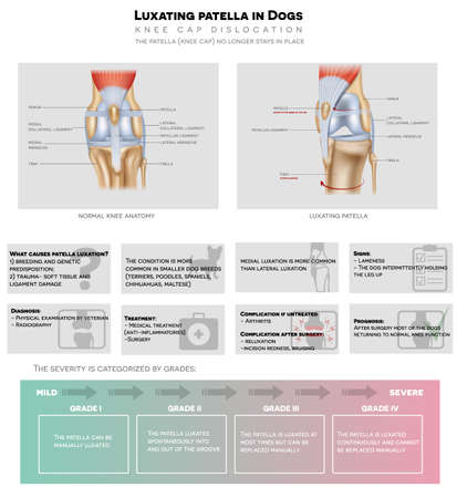 Luxating patella in dogs, dislocated knee cap detailed info graphic poster, the severity of the condition, grades, diagnostic and treatment etc. beautiful design.のイラスト素材
