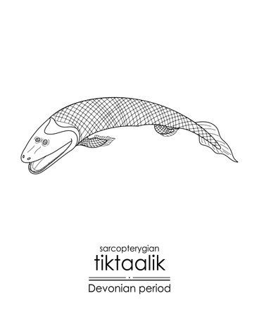 Tiktaalik, a Devonian period sarcopterygian, an extinct fishlike aquatic animal, black and white line art illustration. Ideal for both coloring and educational purposesのイラスト素材