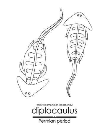 Diplocaulus, a Permian period prehistoric primitive amphibian lepospondyl, black and white line art....