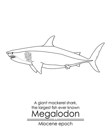 The largest fish ever known Megalodon, a giant mackerel shark from Miocene epoch. Black and white line art, perfect for coloring and educational purposes.のイラスト素材