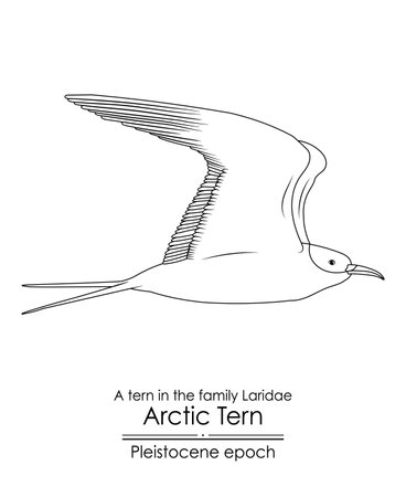 The Arctic Tern appeared in the Pleistocene epoch. Black and white line art, perfect for coloring and educational purposes.のイラスト素材
