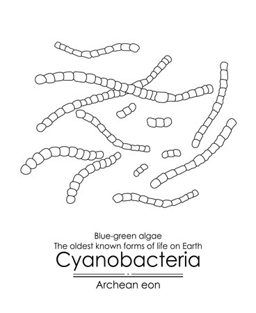 Cyanobacteria, or blue-green algae, are among the oldest known forms of life on Earth from the...