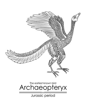 Archaeopteryx, the earliest known bird from the Jurassic period. Black and white line art, perfect for coloring and educational purposes.のイラスト素材