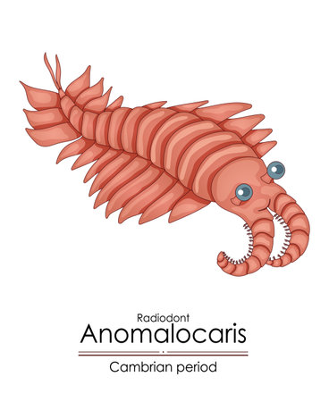 Anomalocaris, a Cambrian period creature. Colorful illustration on a white backgroundのイラスト素材