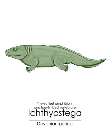 Ichthyostega is the earliest amphibian and four-limbed vertebrate from Devonian period. Colorful illustration on a white backgroundのイラスト素材