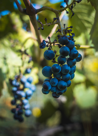 Blue grapesの写真素材