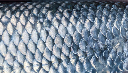 Art Real walleye Fish Scales Backgroundの写真素材