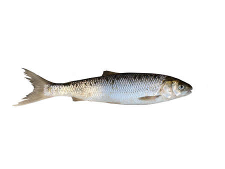 Freshwater fish closeup isolated on white backgroundの写真素材