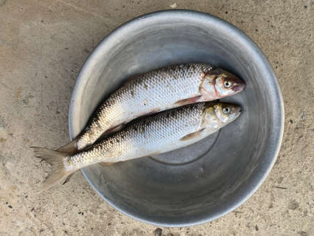 fresh fish on iceの写真素材