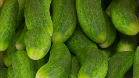 fresh cucumbers in the marketの写真素材