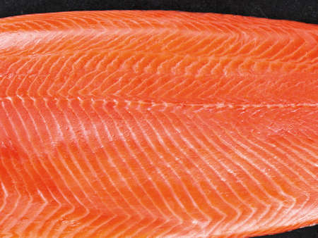 fresh salmon filletの写真素材