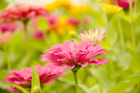 Bright flower の写真素材