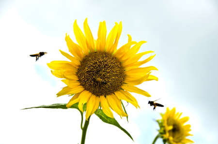 sunflower and beeの写真素材