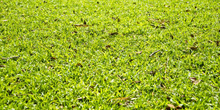 Leaves on the lawnの写真素材