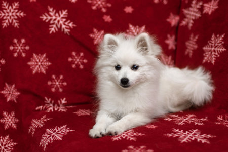 White Spitz rests on a Christmas veilの写真素材