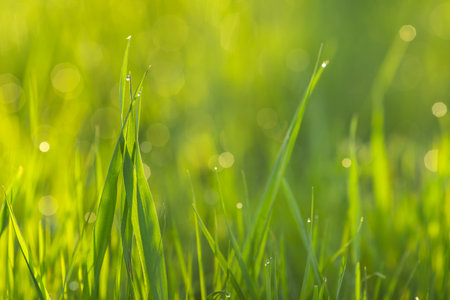 Dew drops in the form of bokeh on morning, spring, young grass. Concept of heat arrival. High quality photoの写真素材