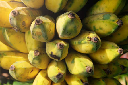 Close up bunch of banana is ripeの写真素材