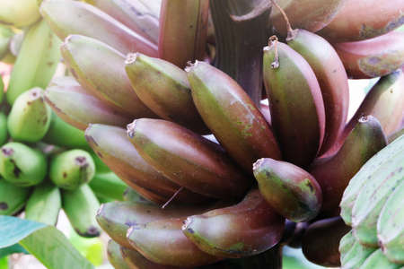 Close up  bunch of Red banana.の写真素材