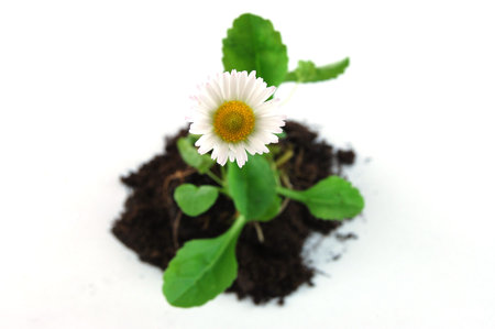Plant and soil isolated on a white background.