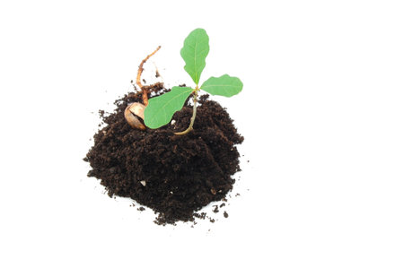 A young plant isolated on a white background