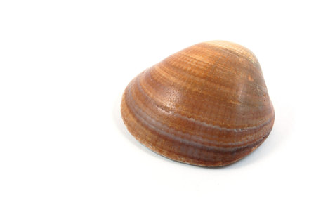 Some shells from the ocean isolated on white background