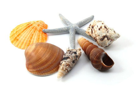 Some shells from the ocean isolated on white background