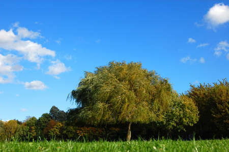 green trees of a park at summer or autumn under blue sky の写真素材