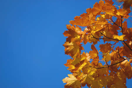golden fall leave of a tree in a forrest on blue skyの写真素材