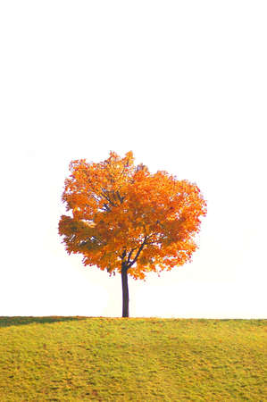 single tree in fall の写真素材