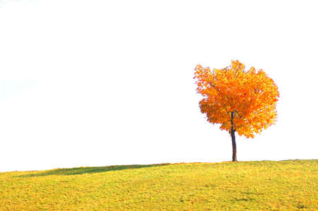 single tree in fall の写真素材