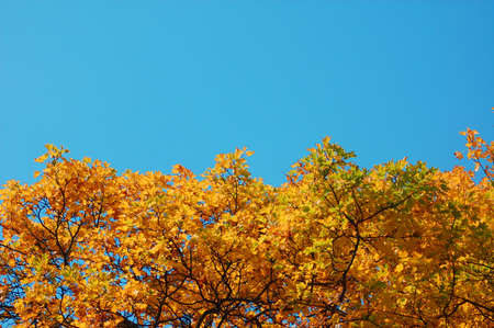 autumn in the forest with golden leaves on treesの写真素材