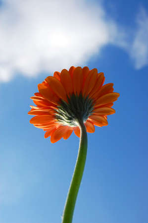 gerbera daisy from below under blue sky in summerの写真素材