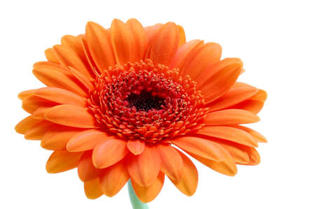 gerbera daisy flower isolated on white backgroundの写真素材